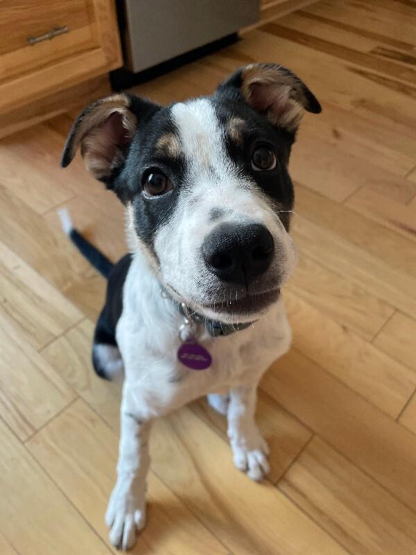 Enlarge Dennis, a Adoptable Mixed Breed in Westminster, CO image 4/6