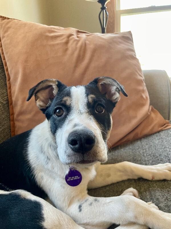 Enlarge Dennis, a Adoptable Mixed Breed in Westminster, CO image 5/6