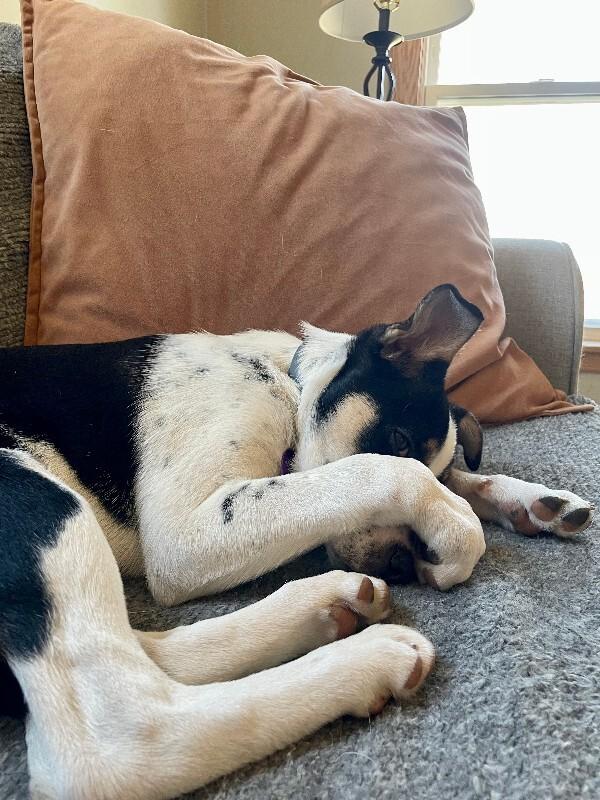 Enlarge Dennis, a Adoptable Mixed Breed in Westminster, CO image 6/6