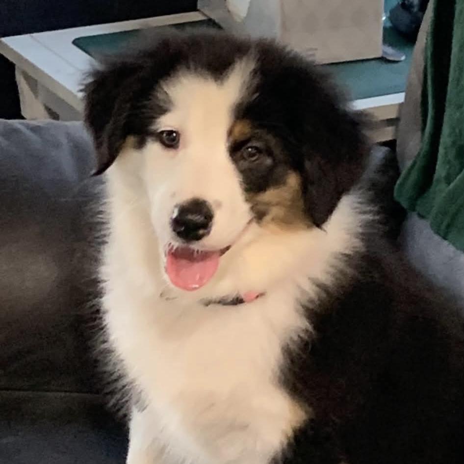 Daisy, Adoptable, Adult Female Australian Shepherd.