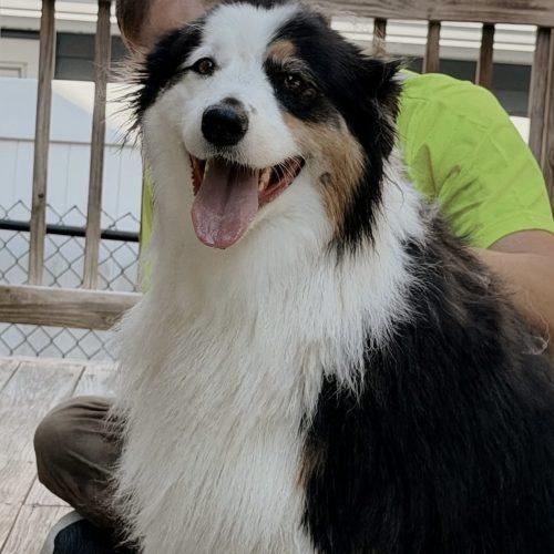 Daisy, a Adoptable Australian Shepherd in Verona, NJ image 4/5