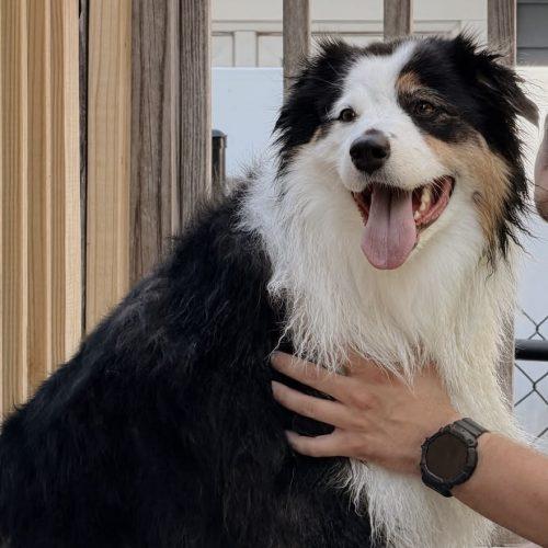 Daisy, a Adoptable Australian Shepherd in Verona, NJ image 5/5