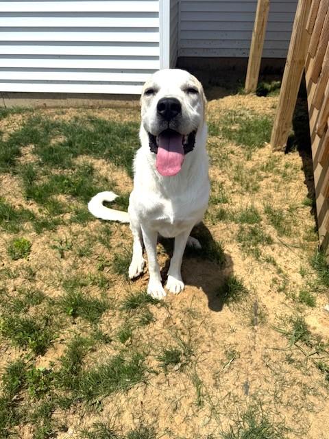 Gilly (super affectionate fuzzy girl!), a Adoptable mixed breed in Ithaca, NY image 2/5