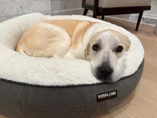 Gilly (super affectionate fuzzy girl!), a Adoptable mixed breed in Ithaca, NY image 4/5