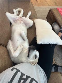 Gilly (super affectionate fuzzy girl!), a Adoptable mixed breed in Ithaca, NY image 5/5