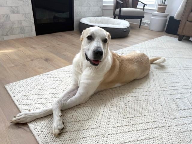 Gilly (super affectionate fuzzy girl!), Adoptable, Adult Female Great Pyrenees.