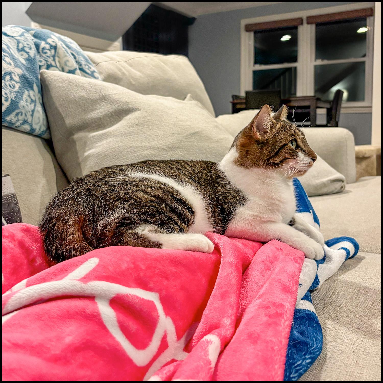 Enlarge Ever, a Adoptable mixed breed in Roswell, GA image 2/5