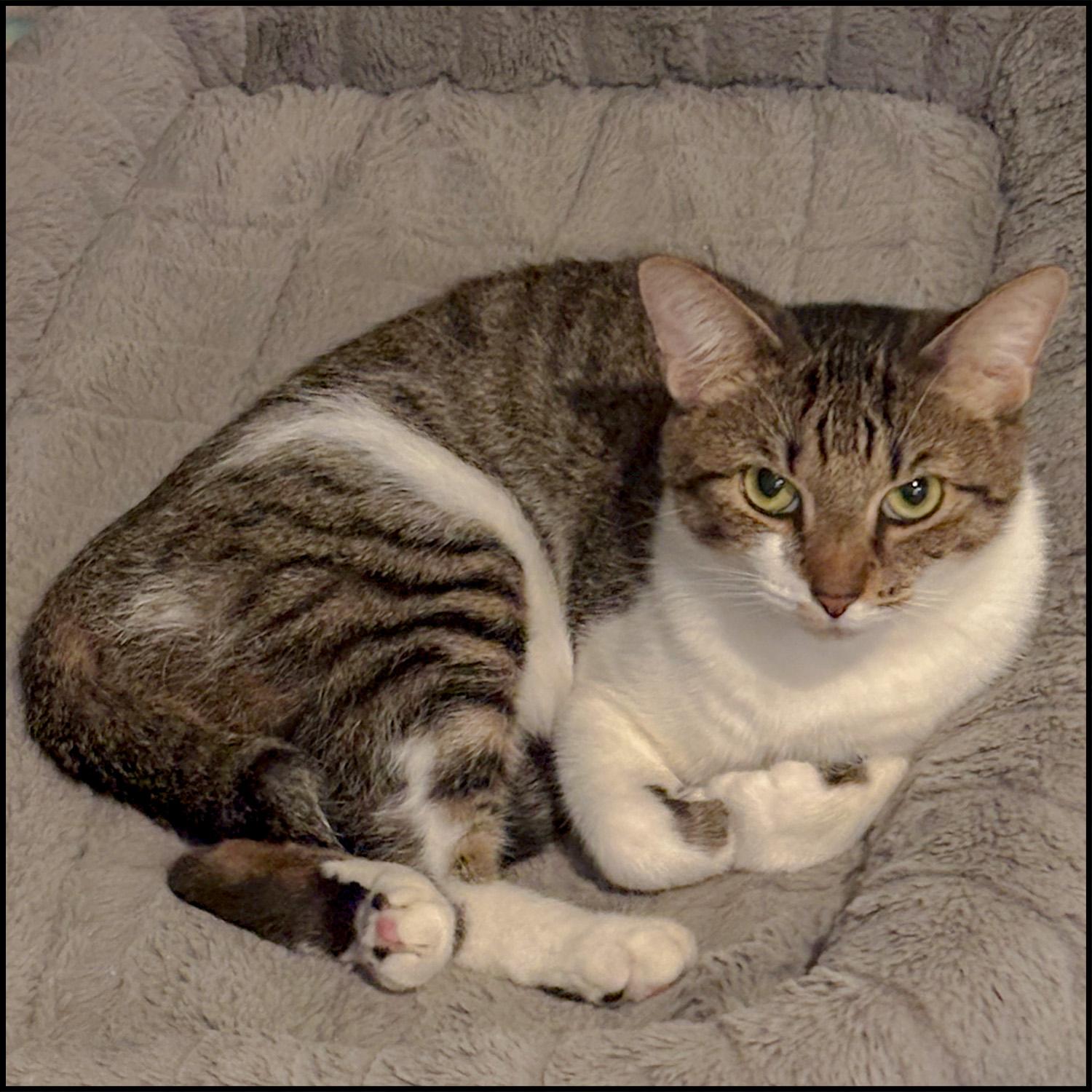 Enlarge Ever, a Adoptable mixed breed in Roswell, GA image 1/5