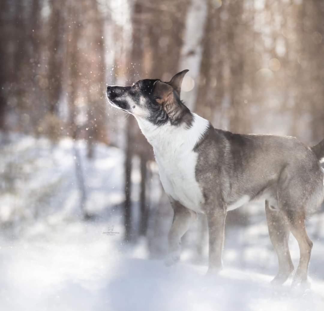 Ben, a Adoptable mixed breed in Montreal, QC image 2/6