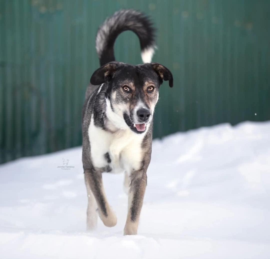 Ben, a Adoptable mixed breed in Montreal, QC image 3/6