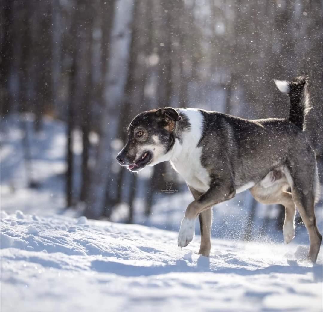 Ben, a Adoptable mixed breed in Montreal, QC image 4/6