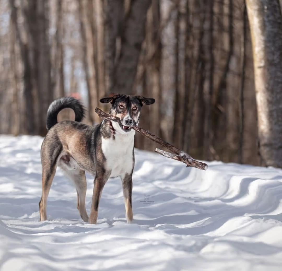 Ben, a Adoptable mixed breed in Montreal, QC image 5/6