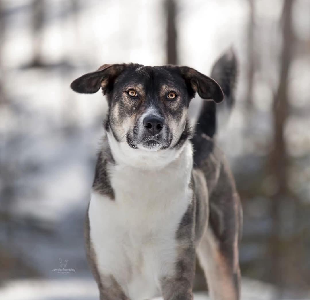 Ben, a Adoptable mixed breed in Montreal, QC image 6/6