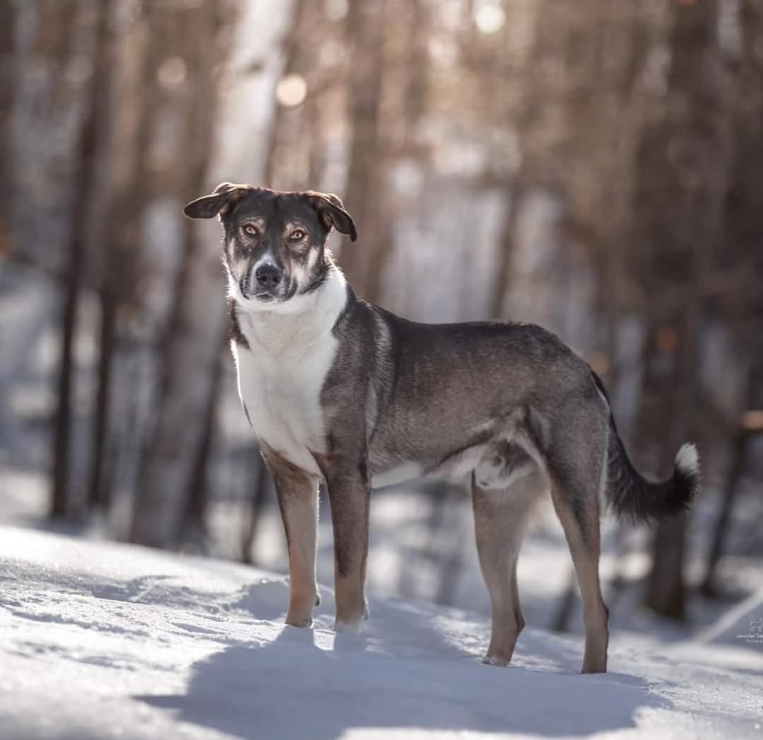 Ben, a Adoptable mixed breed in Montreal, QC image 1/6
