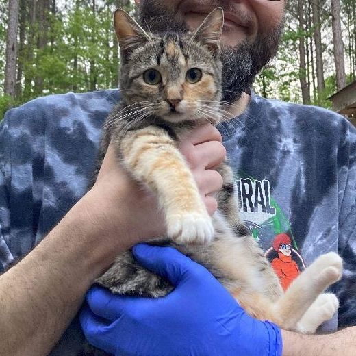 Karmen, Adopted, Kitten Female Domestic Short Hair.