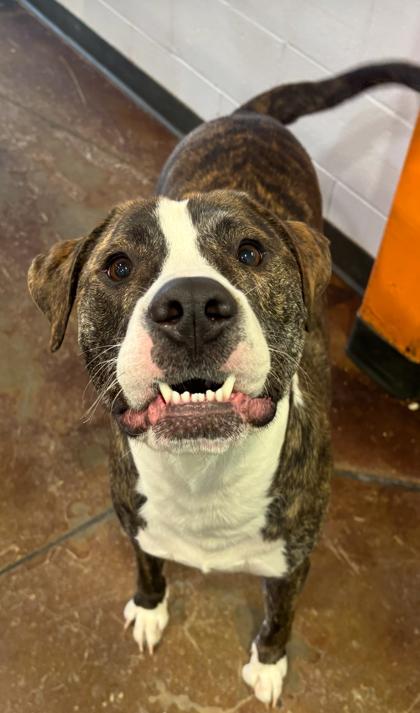 Enlarge OJ, a Adoptable mixed breed in Cincinnati, OH image 1/1