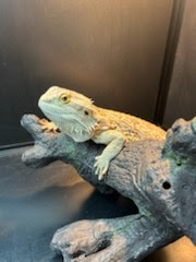 Chili, a Adopted Bearded Dragon in Tacoma, WA image 2/2