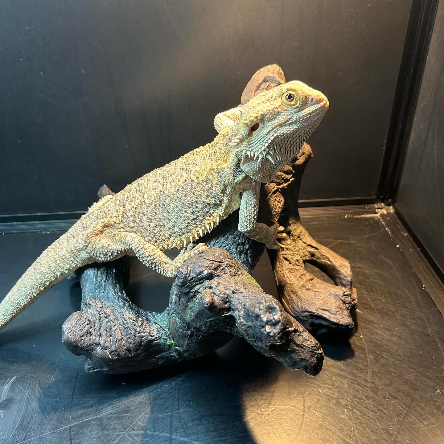 Chili, a Adopted Bearded Dragon in Tacoma, WA image 1/2