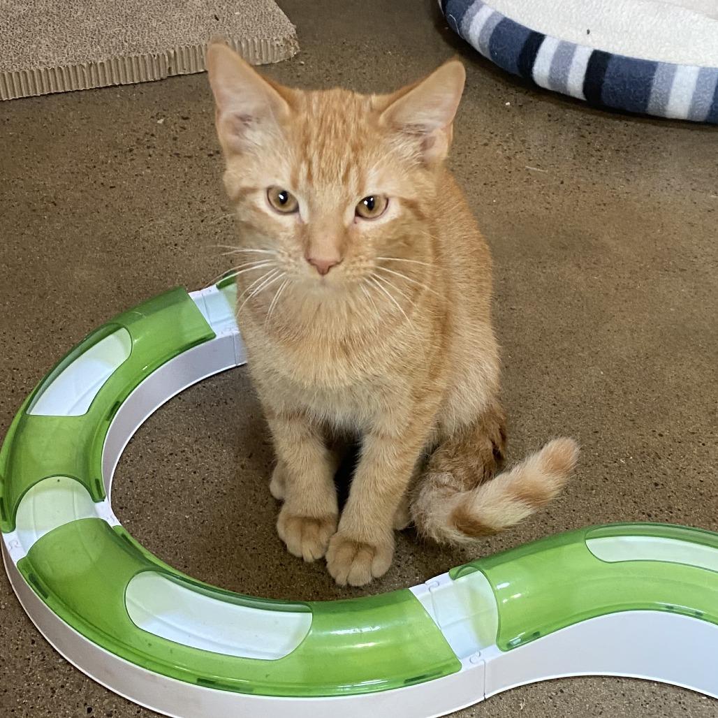 Mango, Adoptable, Kitten Male Domestic Short Hair.