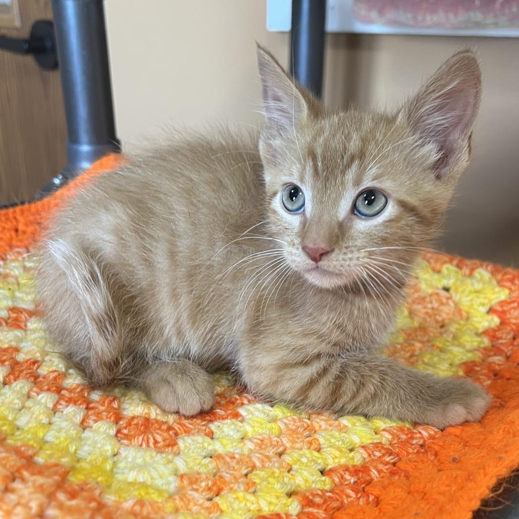 Mango, Adoptable, Kitten Male Domestic Short Hair.