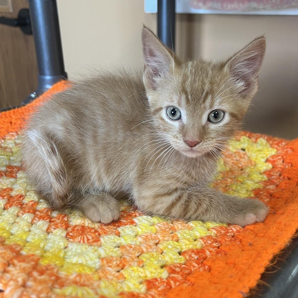 Enlarge Mango, a Adoptable Domestic Short Hair in Wadena, MN image 3/3