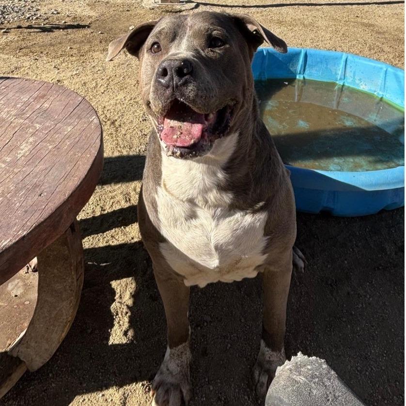 Enlarge Blazer, a Adoptable Pit Bull Terrier in Stagecoach, NV image 1/4