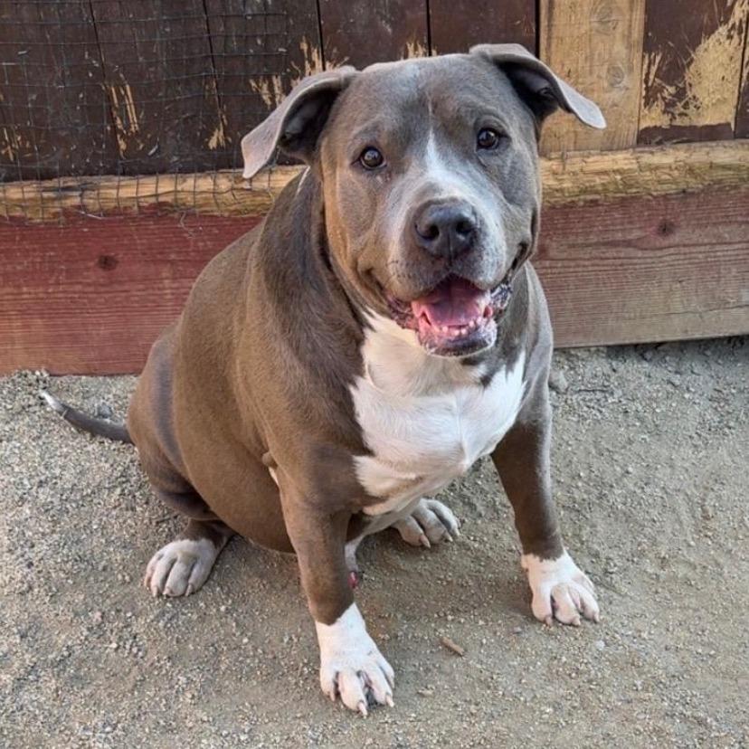 Enlarge Blazer, a Adoptable Pit Bull Terrier in Stagecoach, NV image 2/4