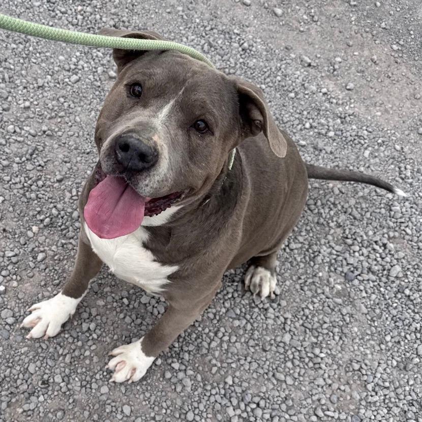 Enlarge Blazer, a Adoptable Pit Bull Terrier in Stagecoach, NV image 3/4