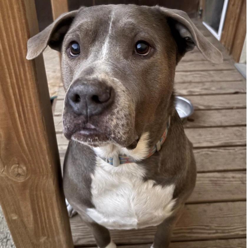 Enlarge Blazer, a Adoptable Pit Bull Terrier in Stagecoach, NV image 4/4