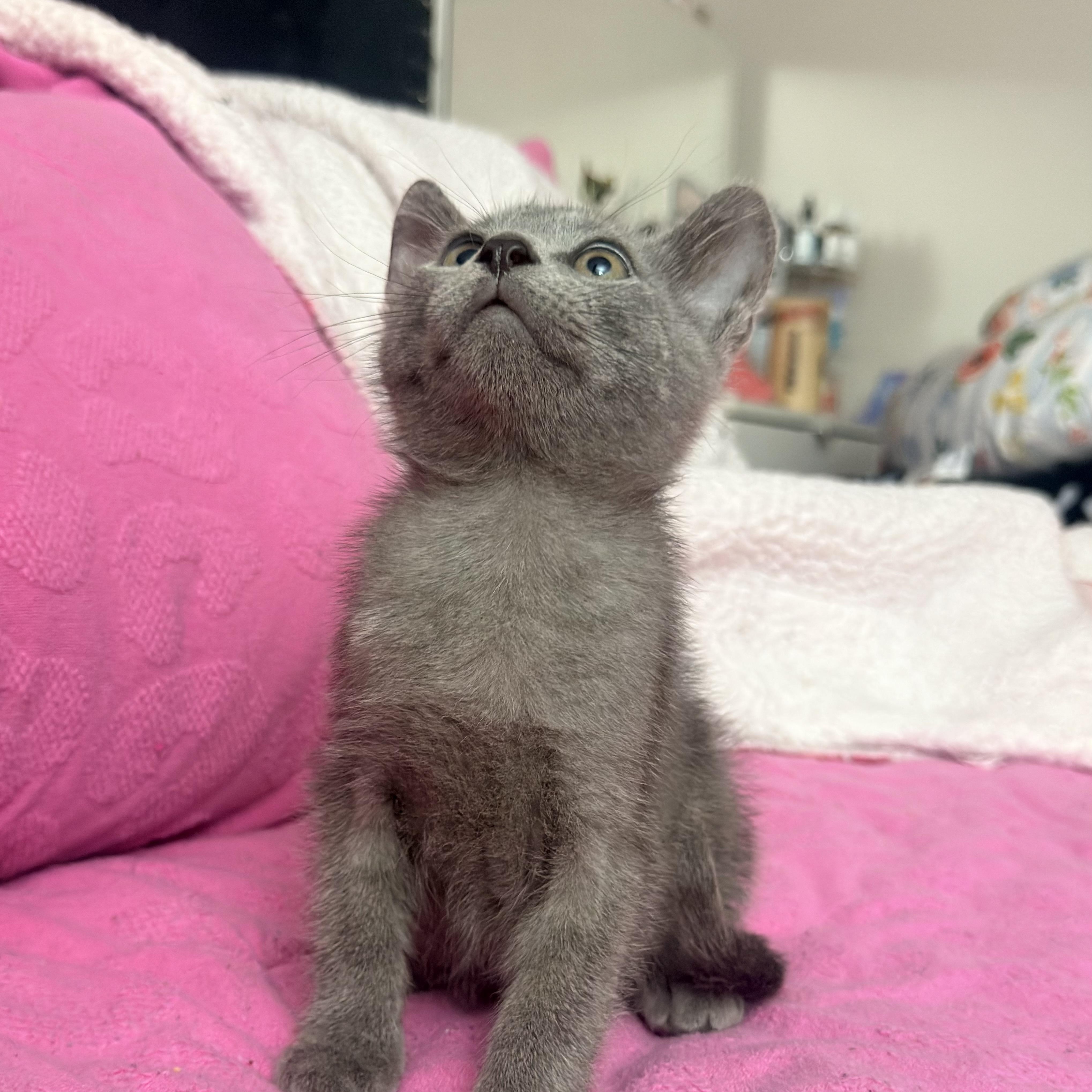 Enlarge Ash, a ADOPTABLE Russian Blue in Boston, MA image 4/6