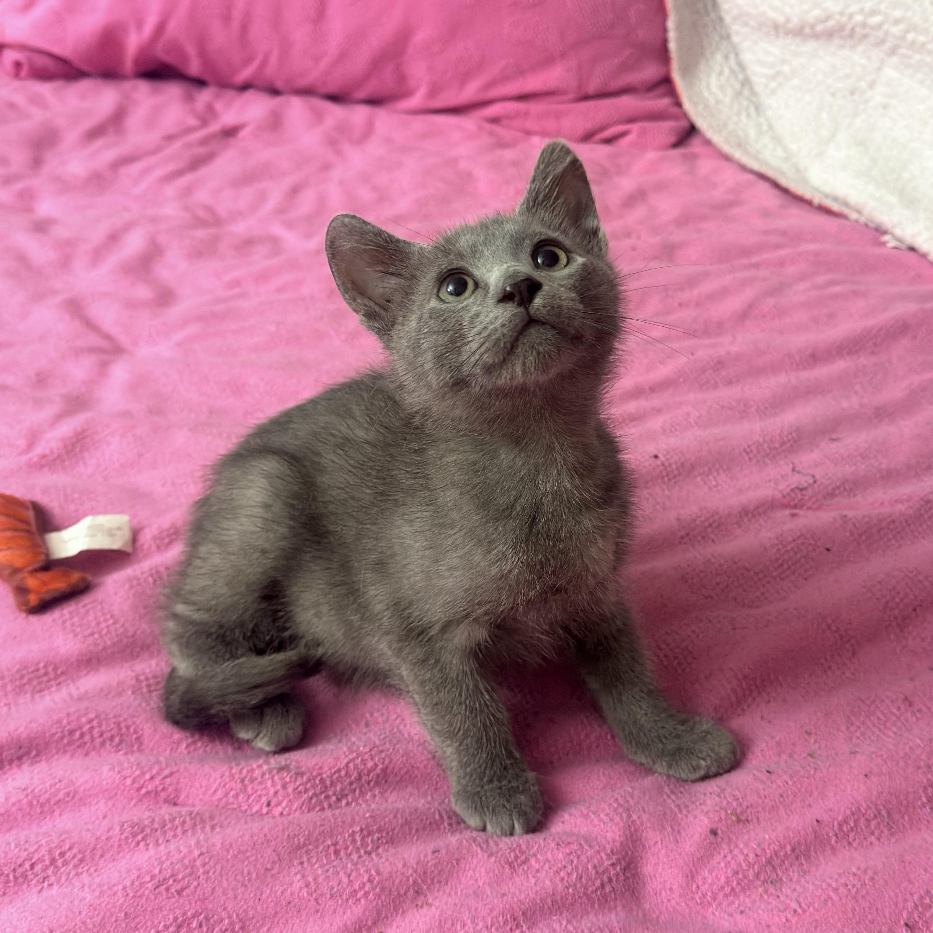 Enlarge Ash, a ADOPTABLE Russian Blue in Boston, MA image 3/6