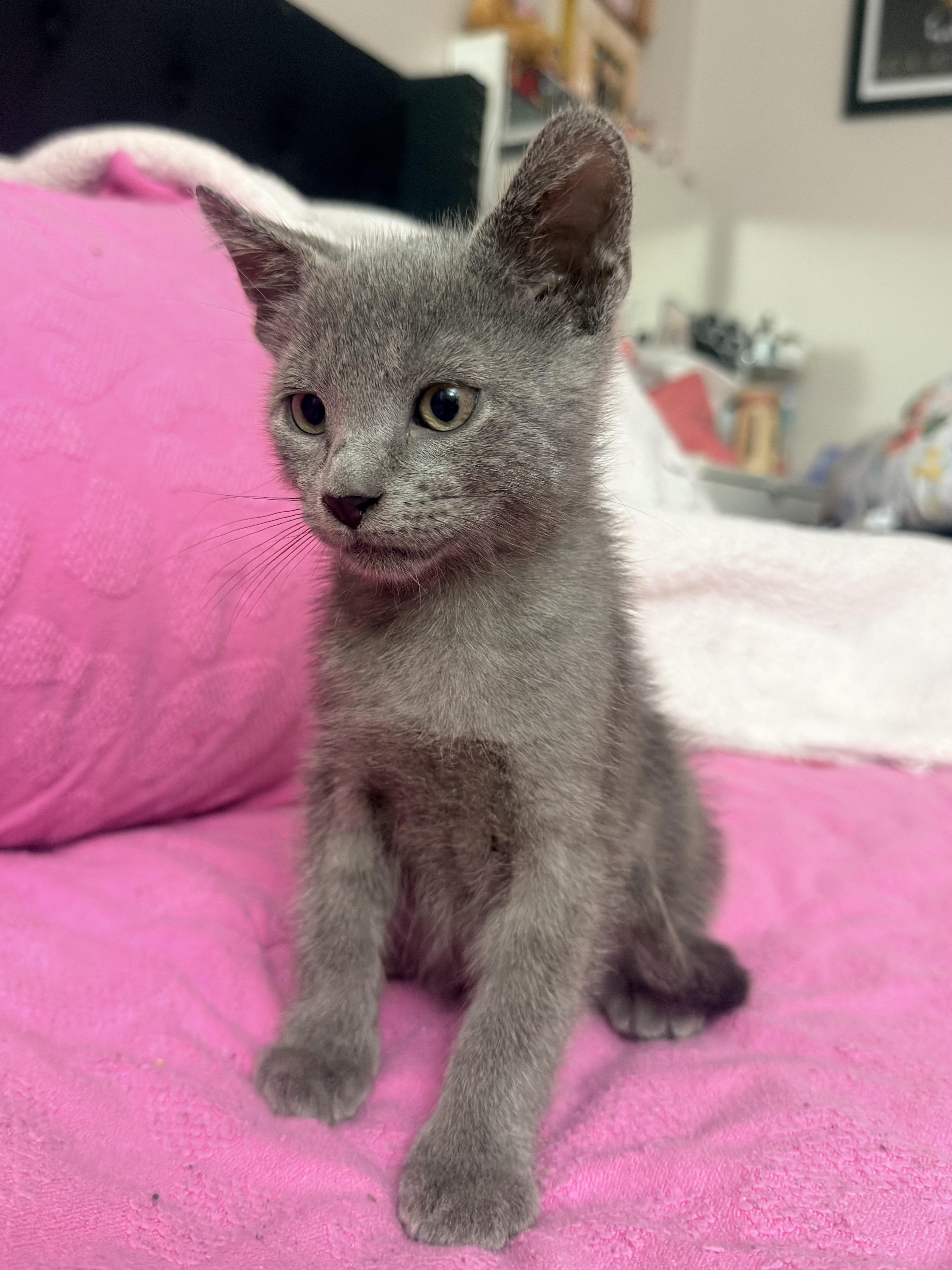 Enlarge Ash, a ADOPTABLE Russian Blue in Boston, MA image 6/6