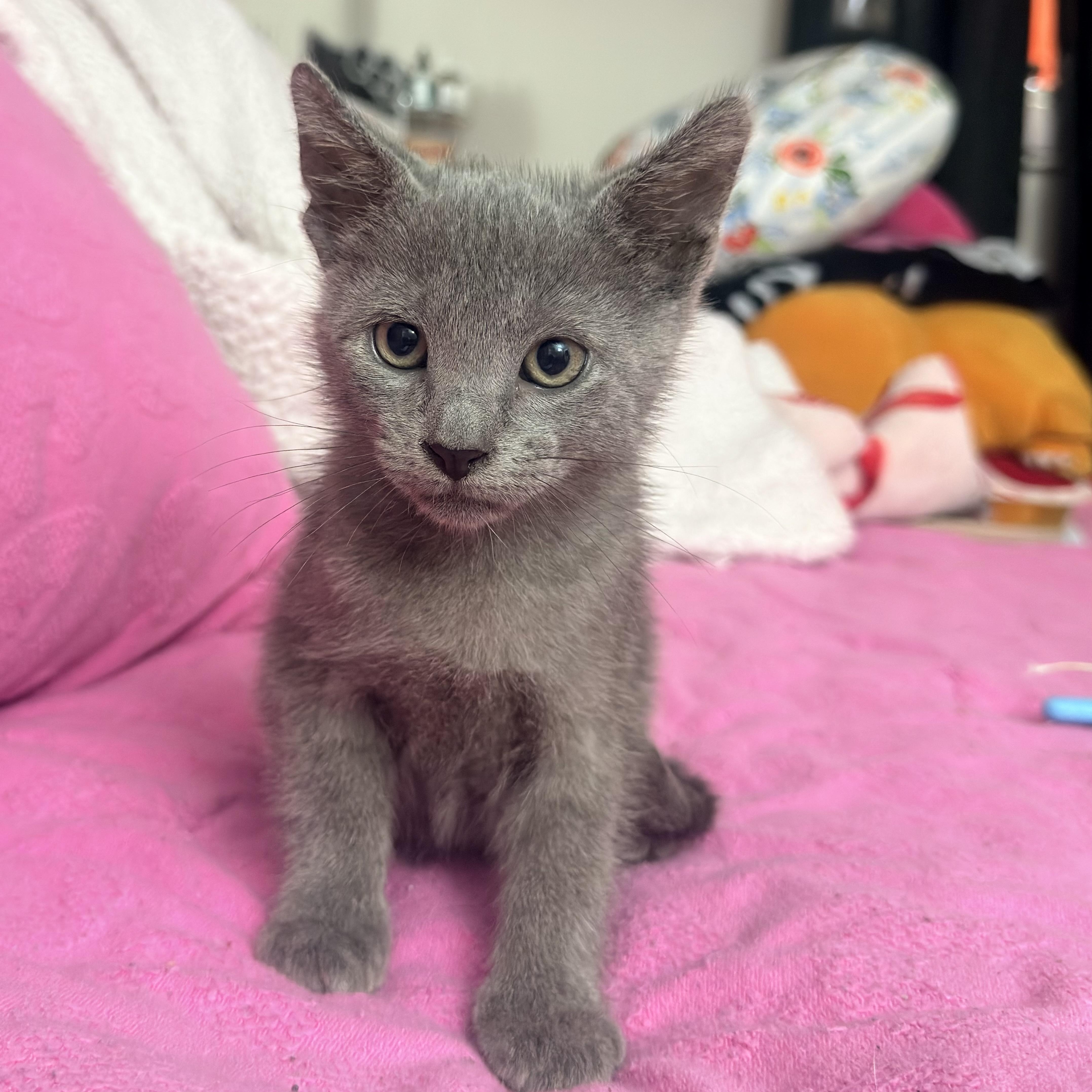 Ash, ADOPTABLE, Kitten Male Russian Blue.