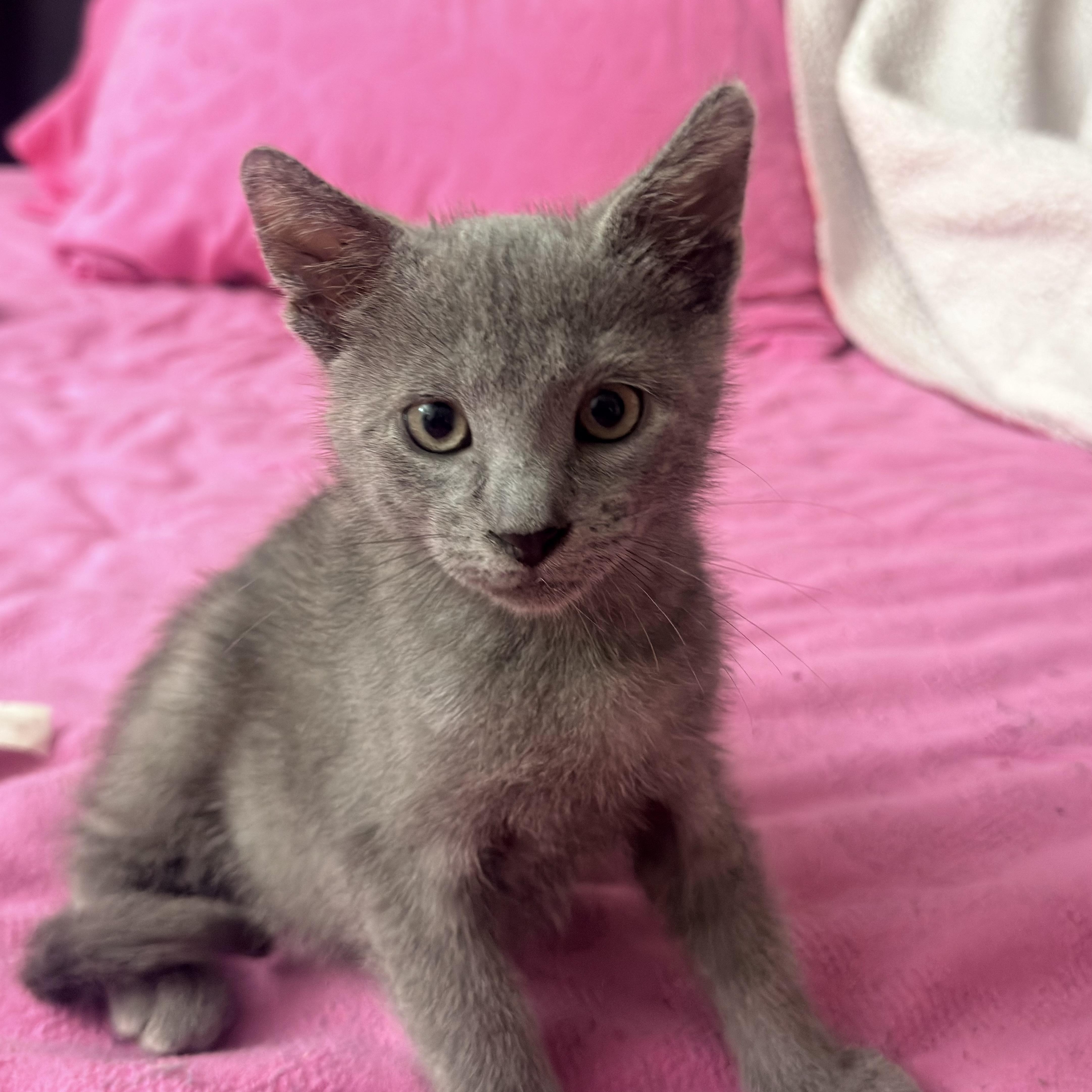 Enlarge Ash, a ADOPTABLE Russian Blue in Boston, MA image 5/6