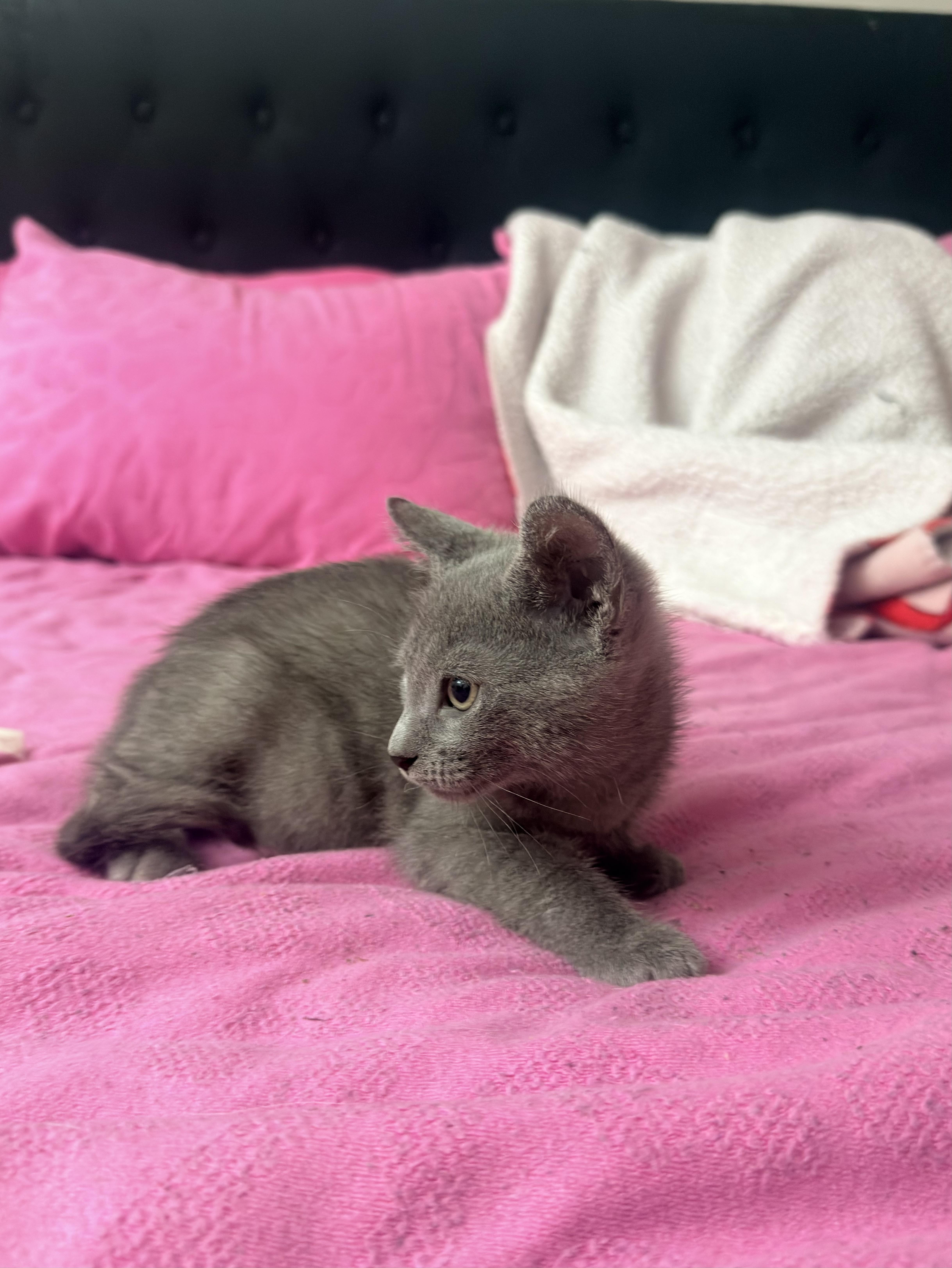 Enlarge Ash, a ADOPTABLE Russian Blue in Boston, MA image 2/6