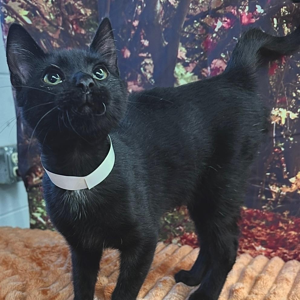 Enlarge Vinny, a Adopted Domestic Short Hair in Galesburg, IL image 1/1