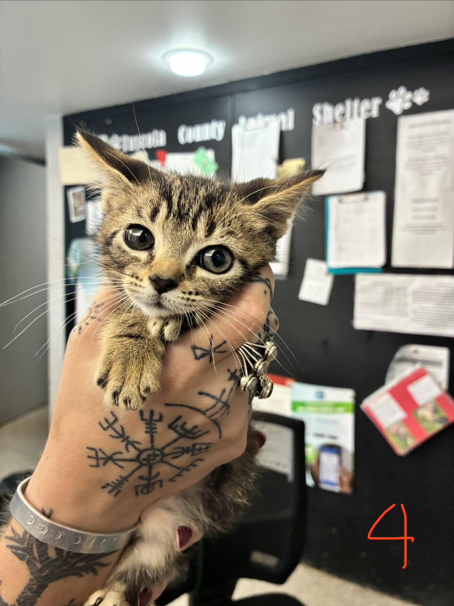 Chai, ADOPTABLE, Kitten Male Domestic Short Hair.