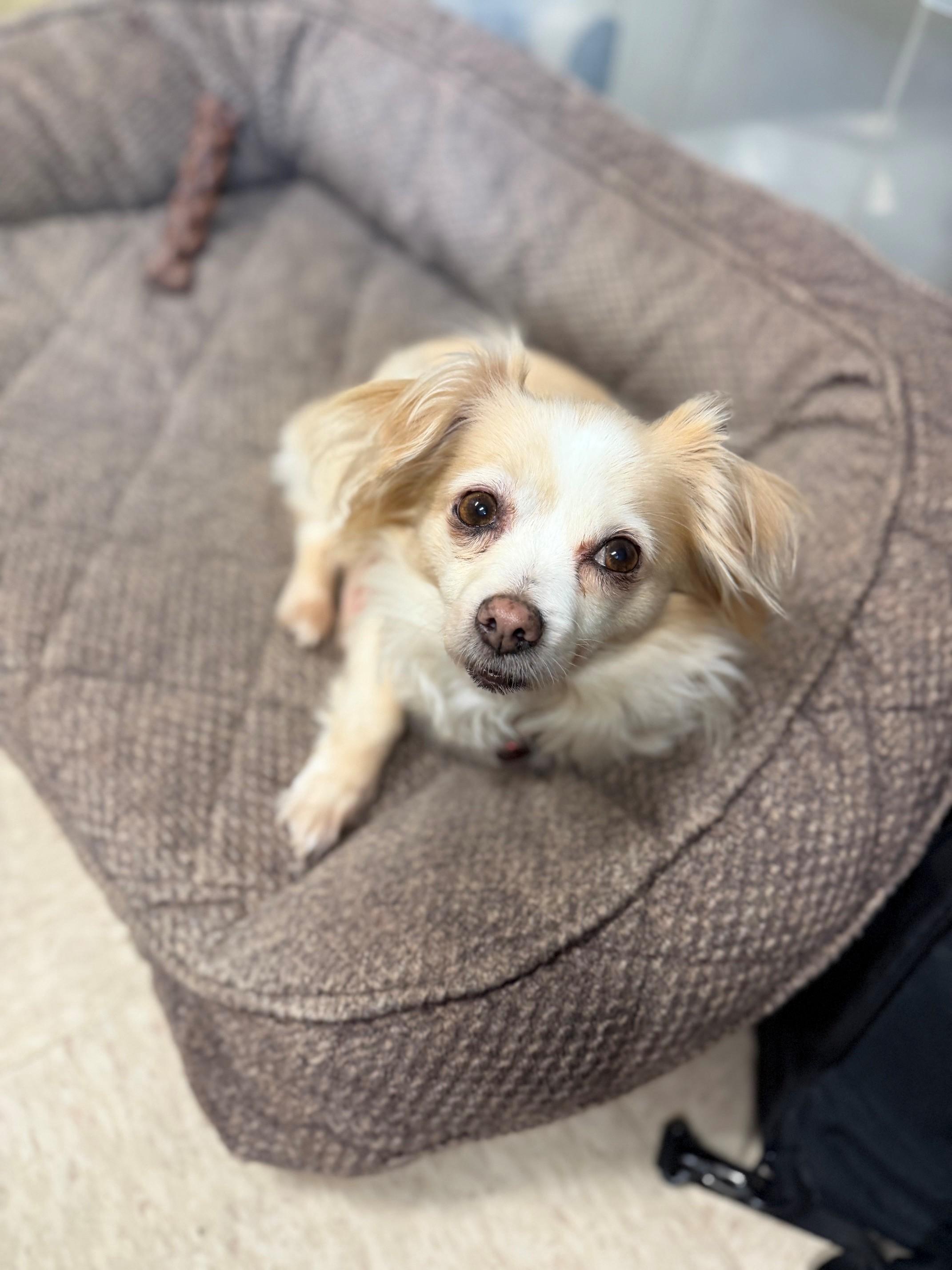 Tamale, an adopted mixed breed in Port Washington, NY image 2/2