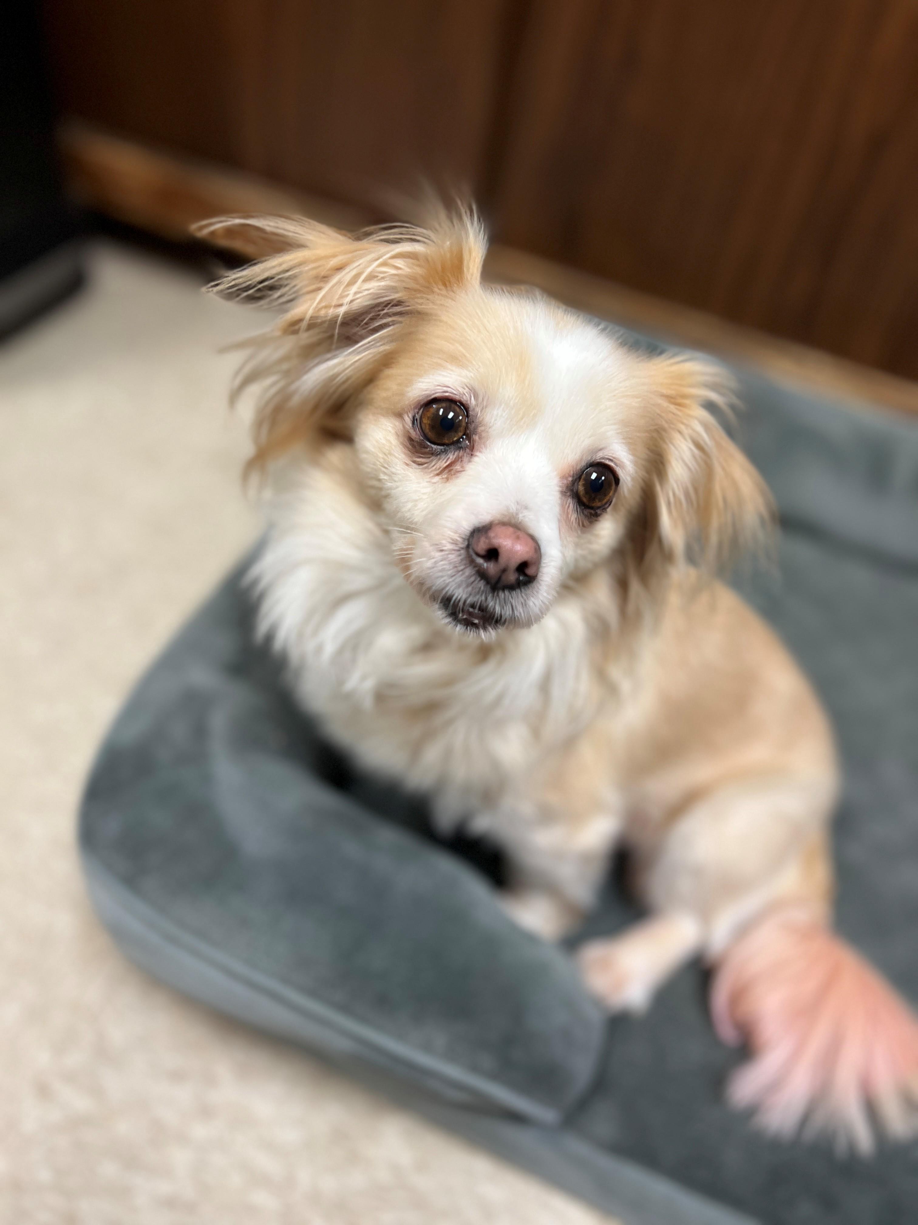 Tamale, an adopted mixed breed in Port Washington, NY image 1/2