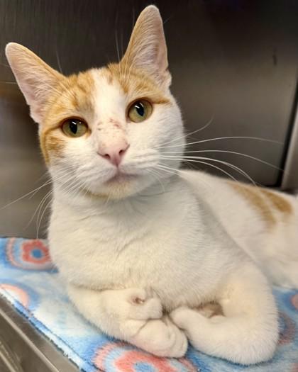 Enlarge Shred, a Adoptable mixed breed in Saint Petersburg, FL image 1/1