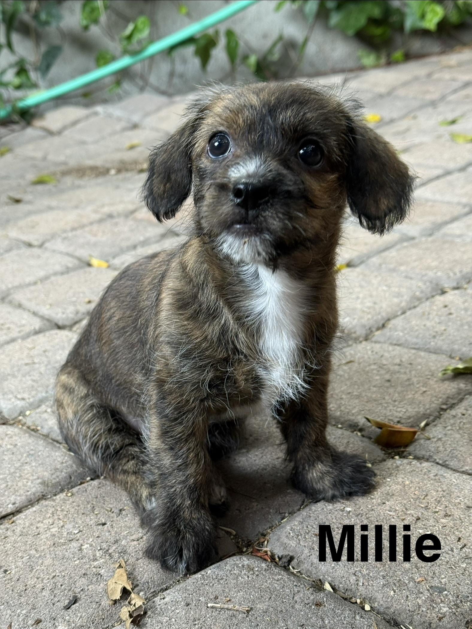 Enlarge Millie, an adopted mixed breed in Los Angeles, CA image 1/4