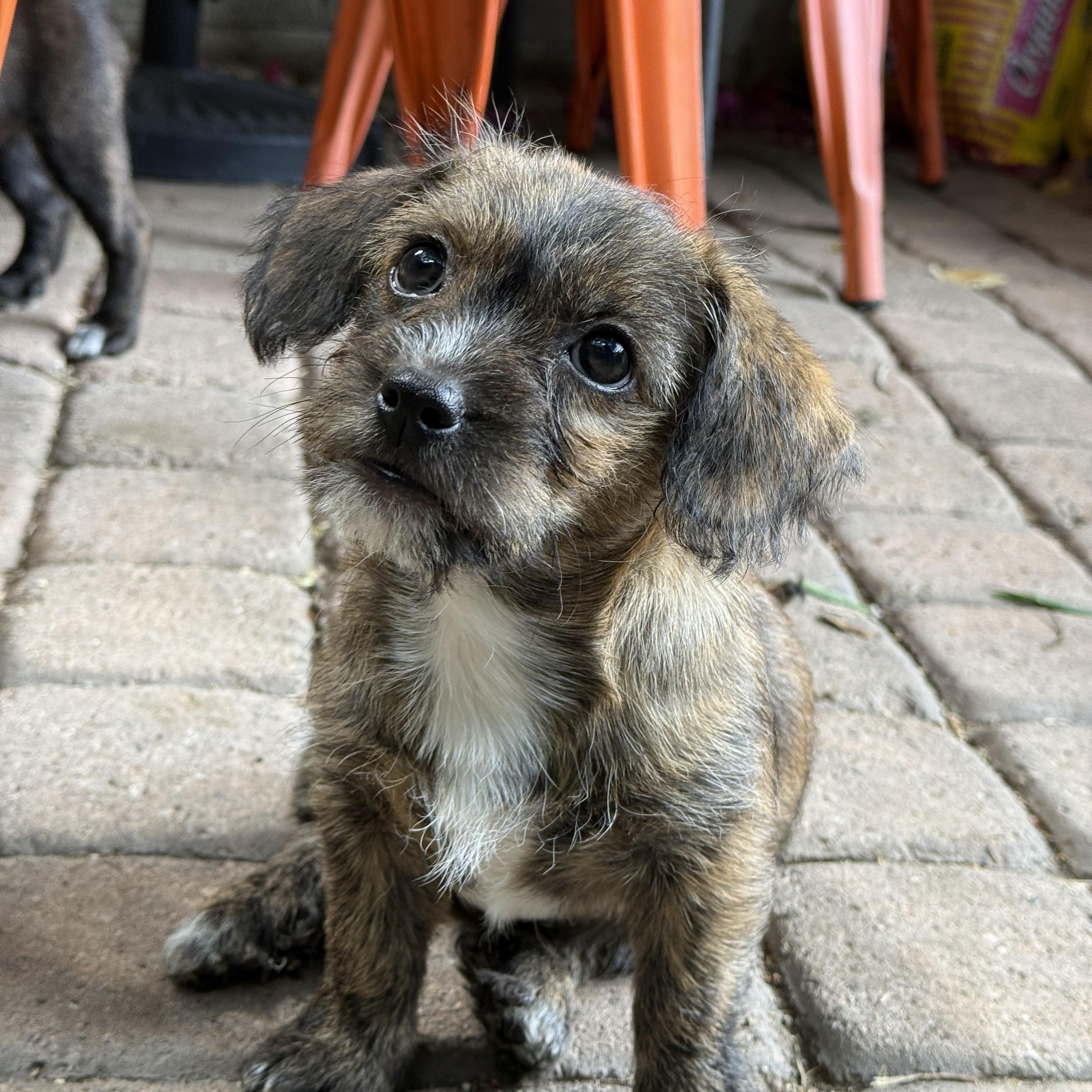 Enlarge Millie, an adopted mixed breed in Los Angeles, CA image 2/4