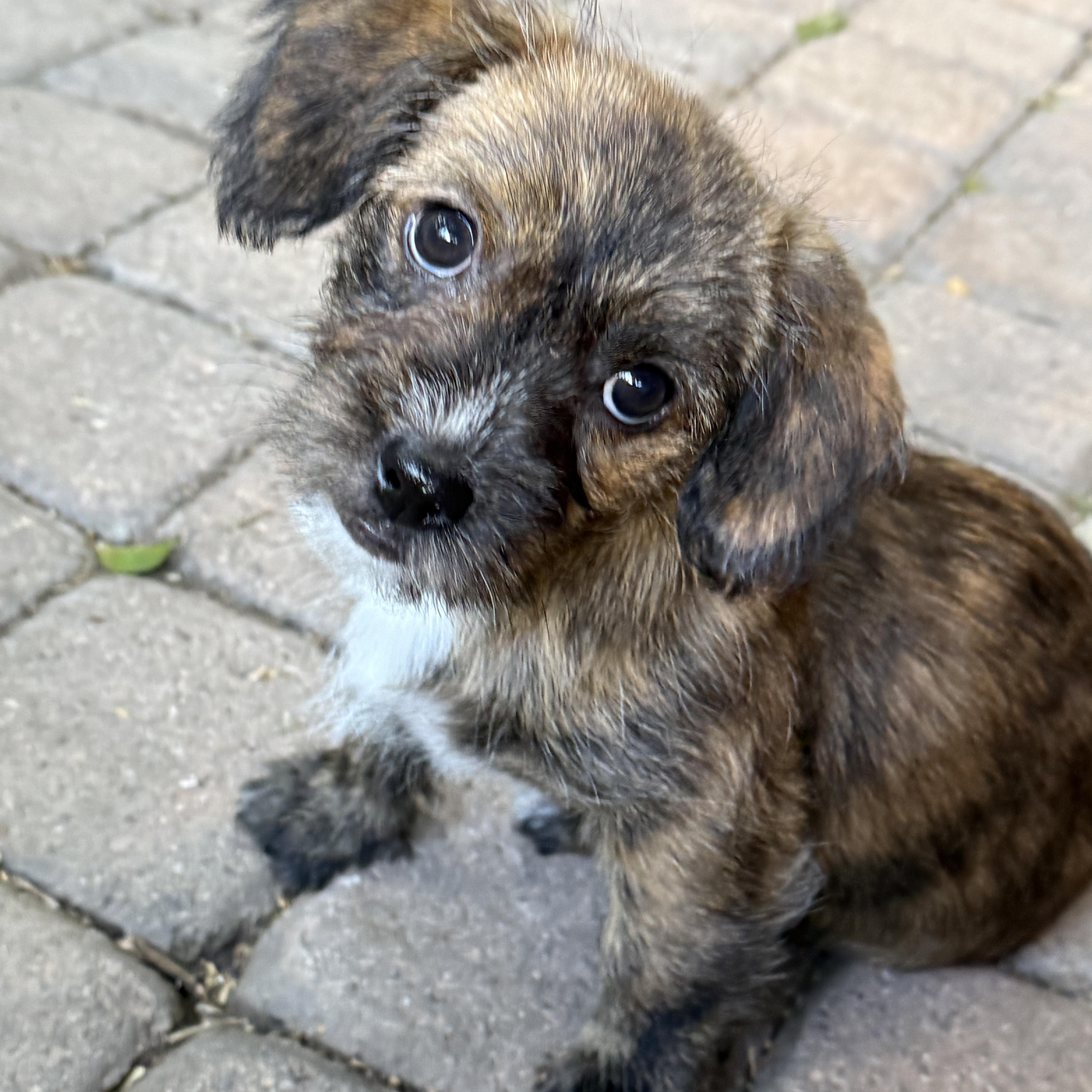 Enlarge Millie, an adopted mixed breed in Los Angeles, CA image 3/4