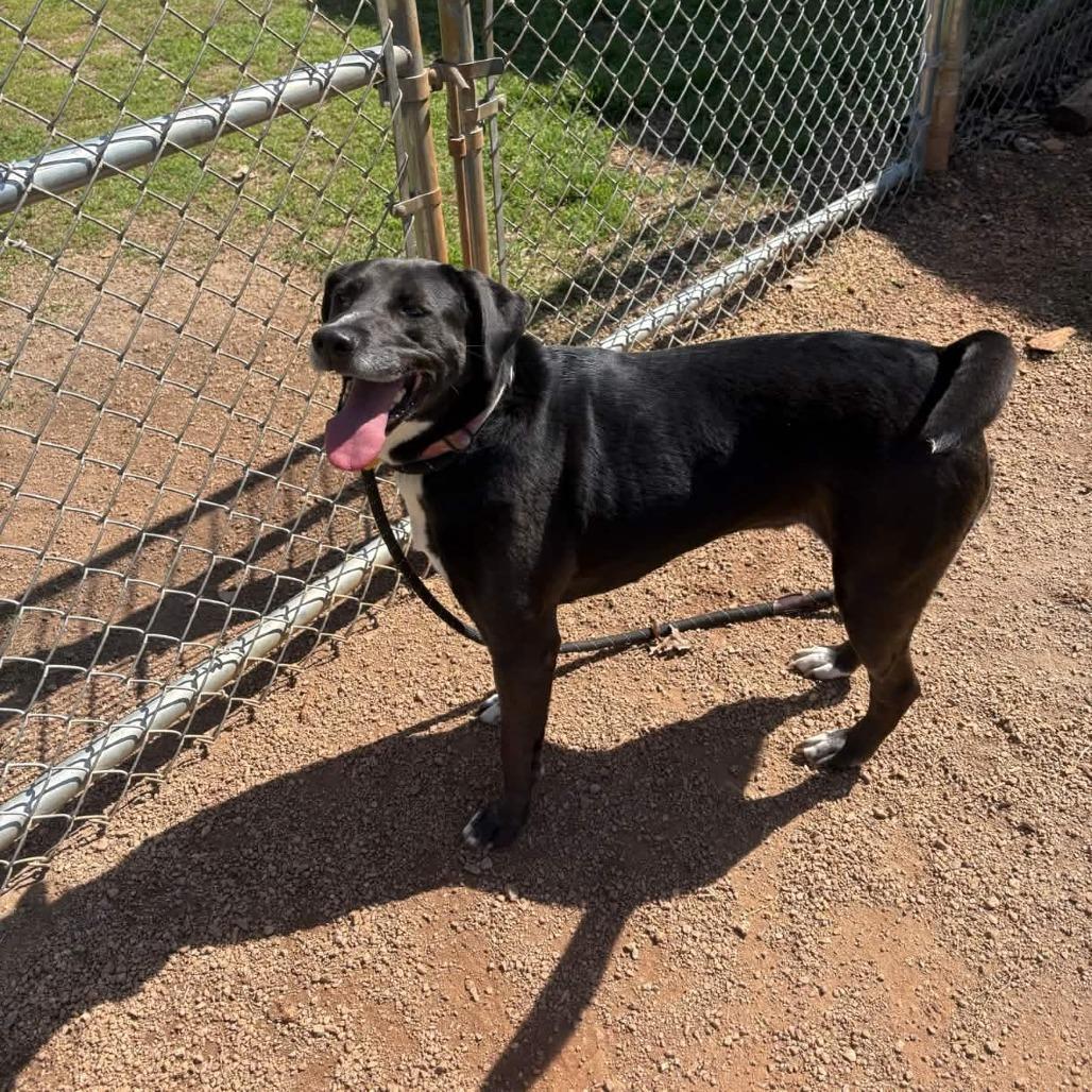 Enlarge Mystique, a Adoptable mixed breed in Greenville, SC image 3/4