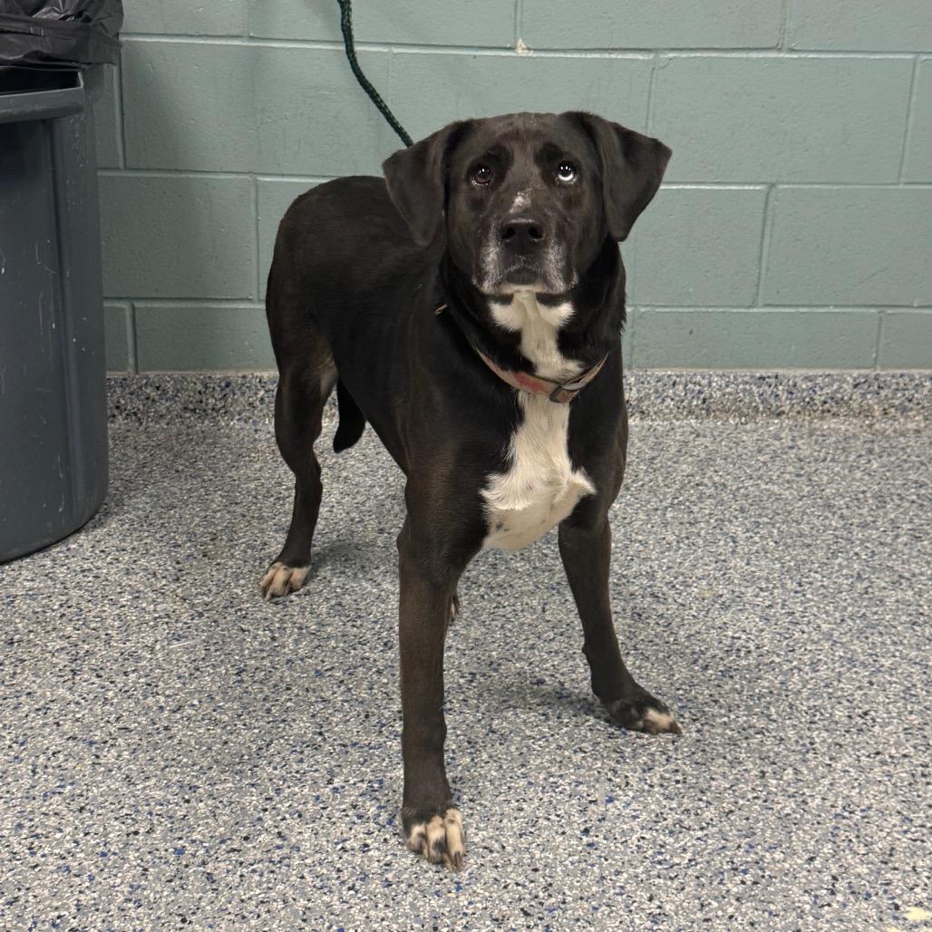 Enlarge Mystique, a Adoptable mixed breed in Greenville, SC image 4/4