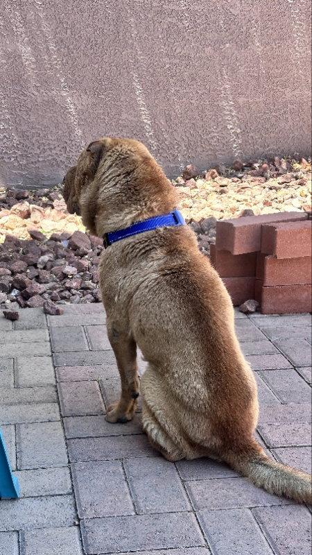 Fife *limited vision*, Adoptable, Adult Male Shar-Pei.