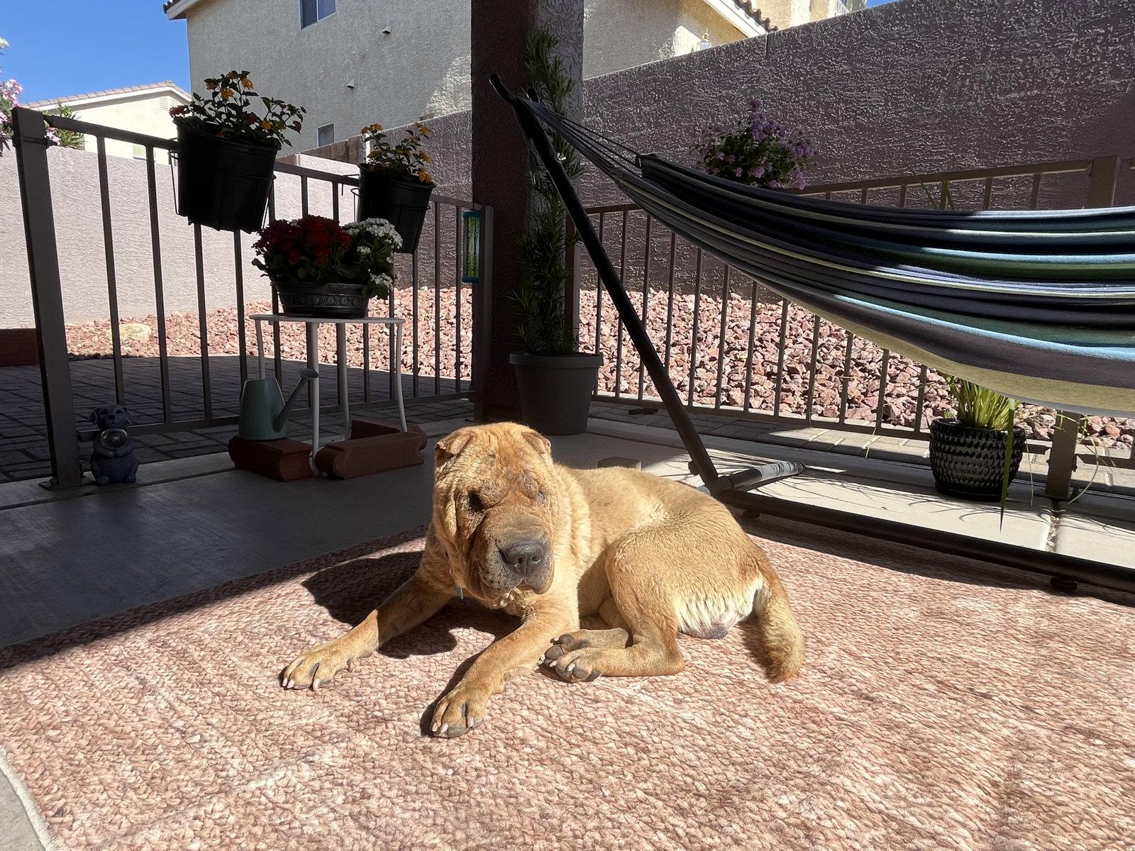 Enlarge Fife *limited vision*, a Adoptable Shar-Pei in Las Vegas, NV image 2/3