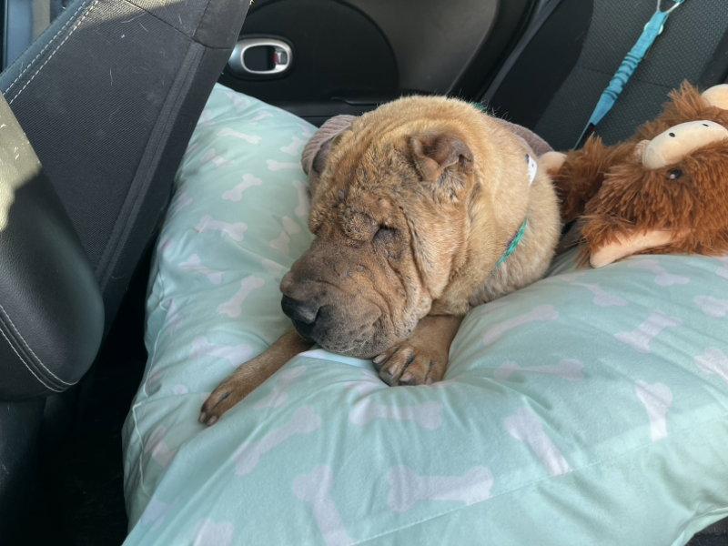 Enlarge Fife *limited vision*, a Adoptable Shar-Pei in Las Vegas, NV image 3/3