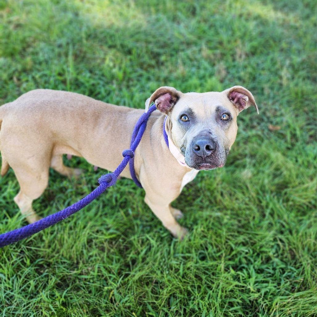 Enlarge Salem, a Adoptable mixed breed in Denison, TX image 1/5