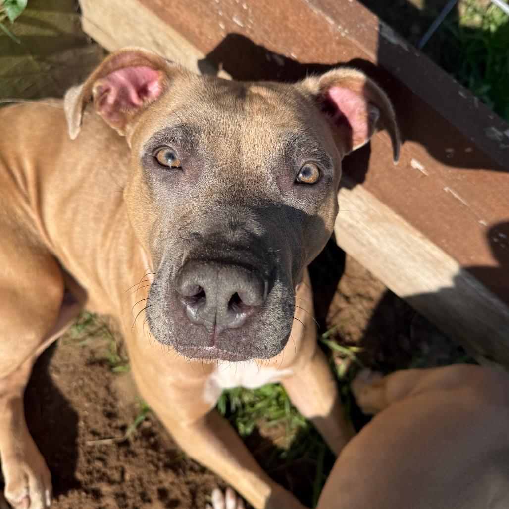 Enlarge Salem, a Adoptable mixed breed in Denison, TX image 2/5